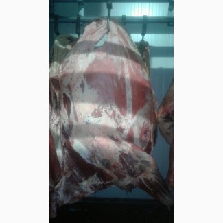 Мясо говядина HALAL в Туркменистане