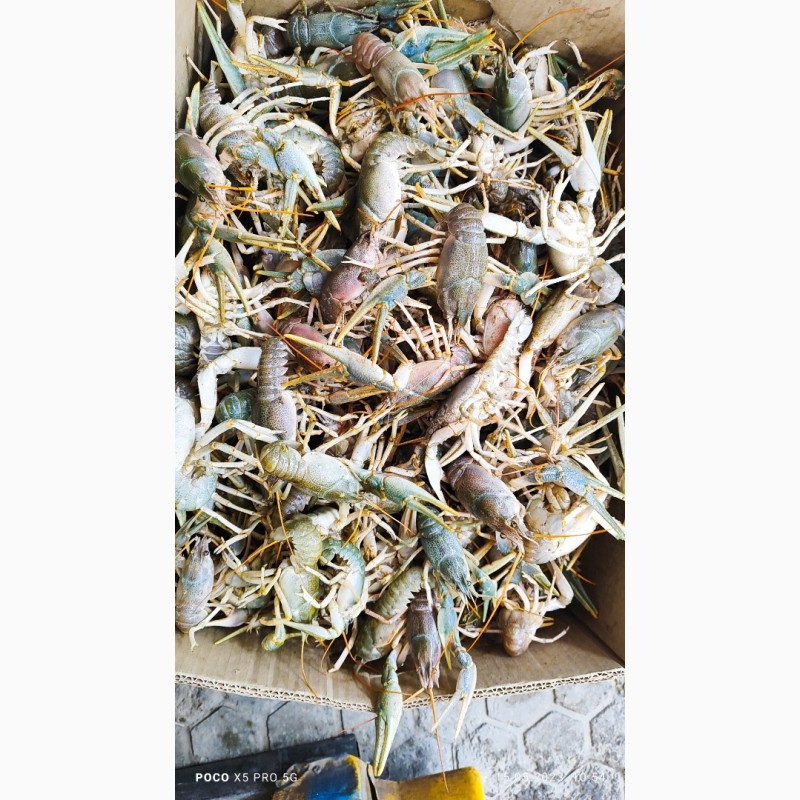 Фото 2. Продаю морских свежих раков и креветок