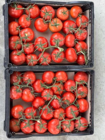 Фото 2. Продажа оптом помидоров, томатов из Туркменистана на экспорт по выгодным ценам