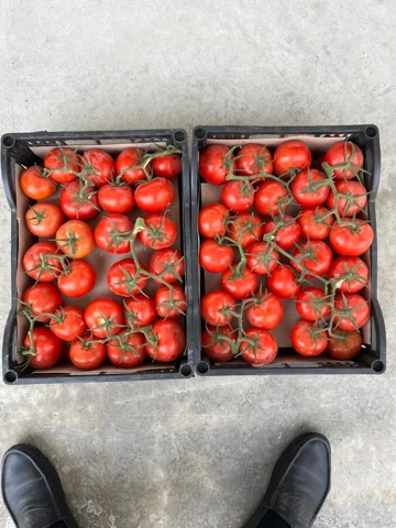 Фото 3. Продажа оптом помидоров, томатов из Туркменистана на экспорт по выгодным ценам