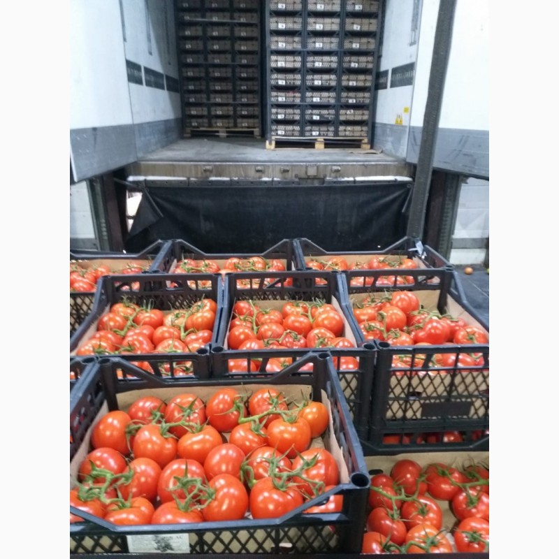Фото 4. Продажа оптом помидоров, томатов из Туркменистана на экспорт по выгодным ценам