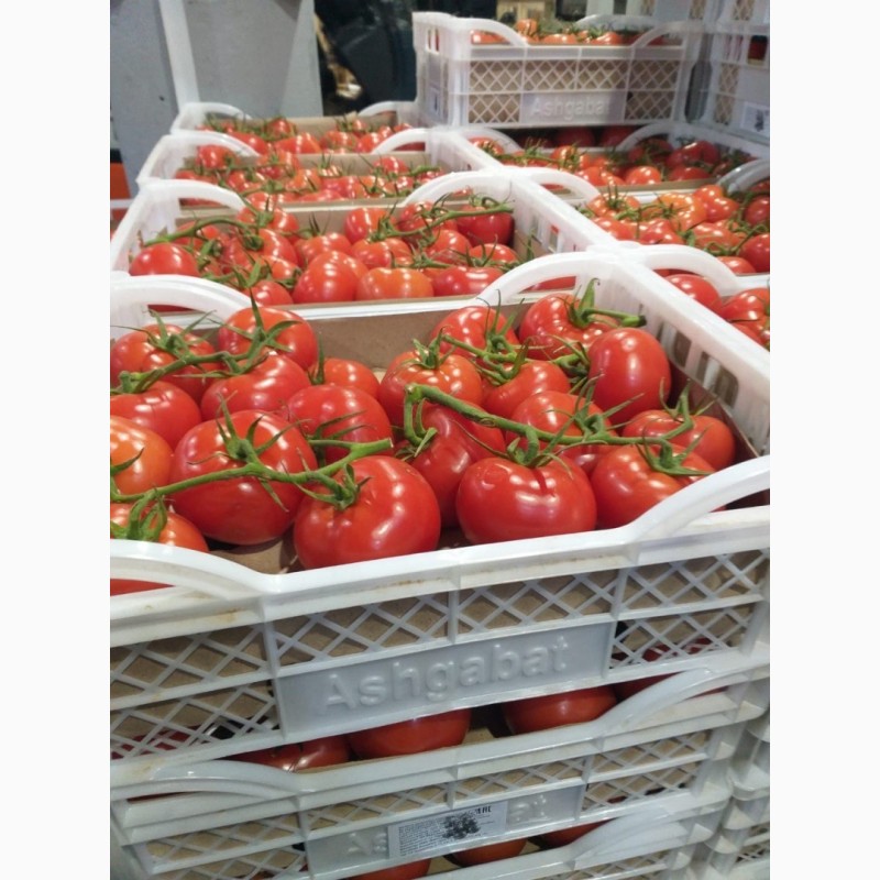 Фото 7. Продажа оптом помидоров, томатов из Туркменистана на экспорт по выгодным ценам