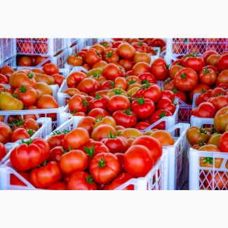 Помидоры (томаты) из Туркменистана