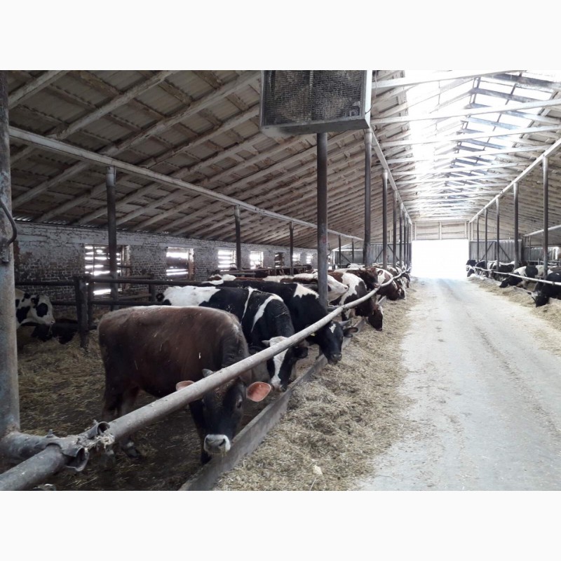 Фото 12. Продам быков, коров, телок, нетелей, тельных коров