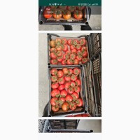Помидор экспорт томат