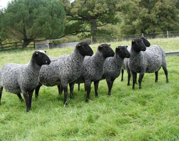 Фото 2. Предоставляем на експорт с Украины - МРС (овцы, ягнята) жывой вес
