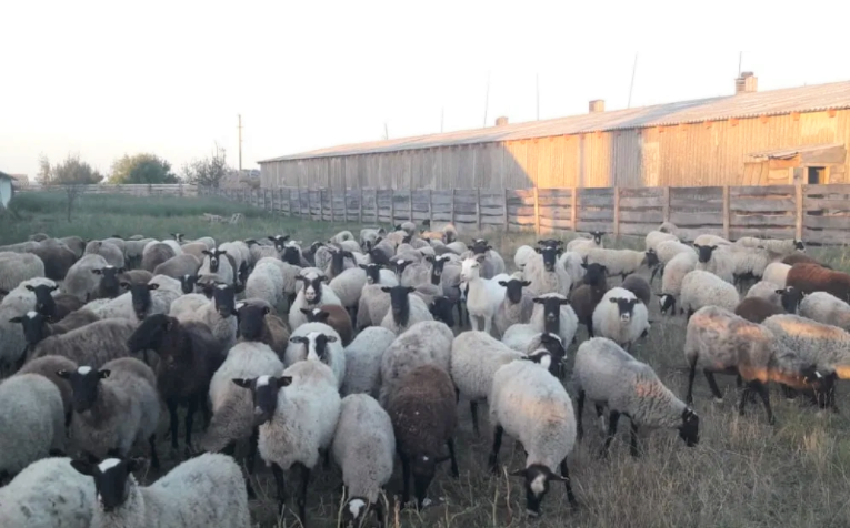 Фото 3. Предоставляем на експорт с Украины - МРС (овцы, ягнята) жывой вес