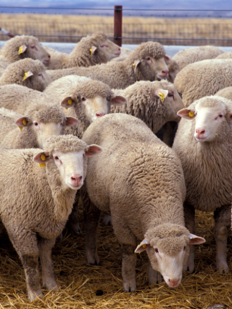 Фото 4. Предоставляем на експорт с Украины - МРС (овцы, ягнята) жывой вес