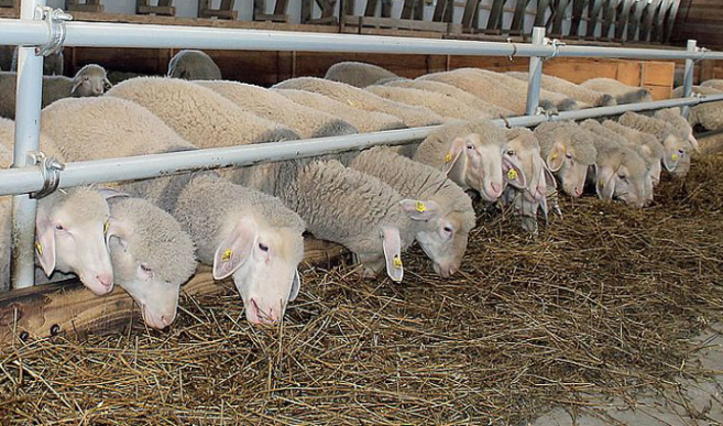 Фото 5. Предоставляем на експорт с Украины - МРС (овцы, ягнята) жывой вес