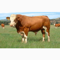 Предоставляем на експорт КРС с Украины - бык, корова жывой вес