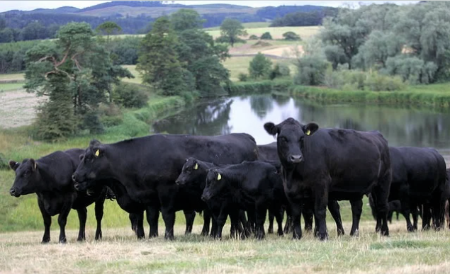 Фото 3. Предоставляем на експорт КРС с Украины - бык, корова жывой вес