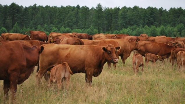 Фото 4. Предоставляем на експорт КРС с Украины - бык, корова жывой вес