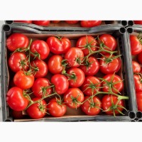 Продаем помидоры с Туркменистана по выгодной цене, высокого качества