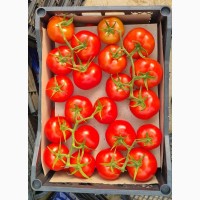 Продаем помидоры с Туркменистана по выгодной цене, высокого качества