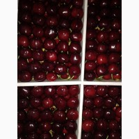Продам клубнику, абрикосы и черешню из Узбекистана Урожай 2018