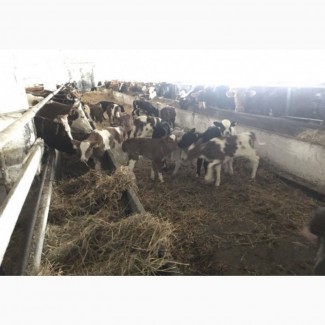 Продам телят бычков коров быки телки