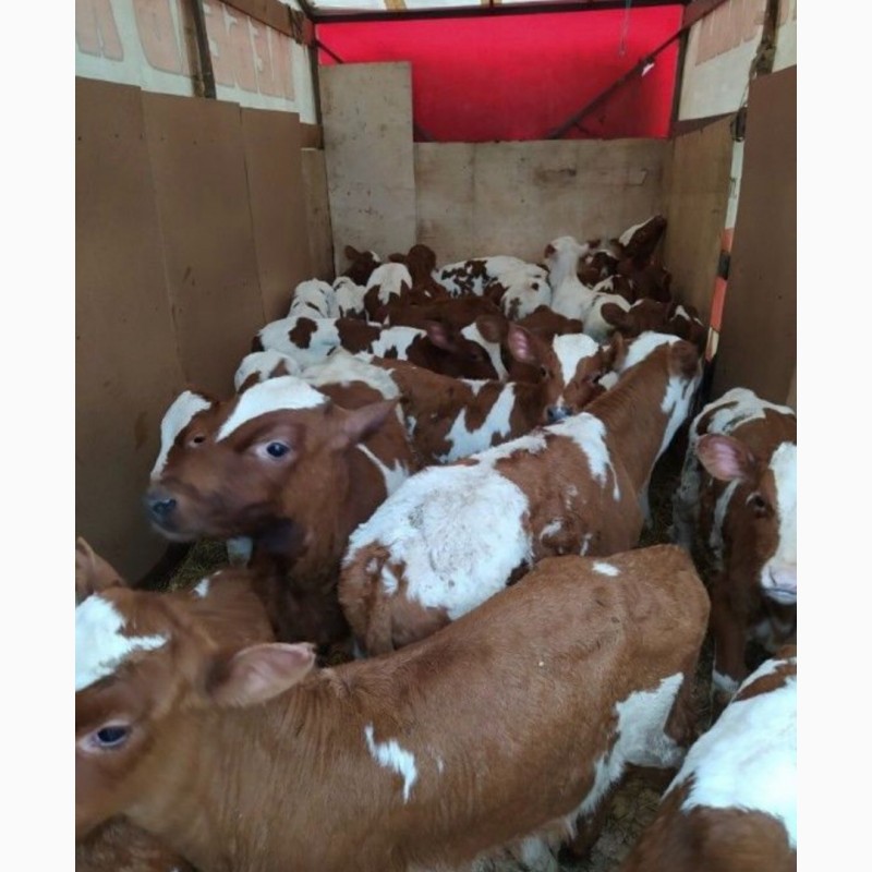 Фото 4. Продам телят бычков коров быки телки