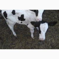 Продам телят бычков коров быки телки