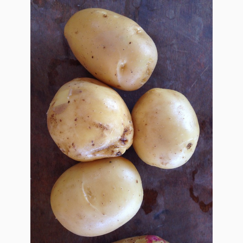 Фото 2. Продам картошку оптом урожай 2018