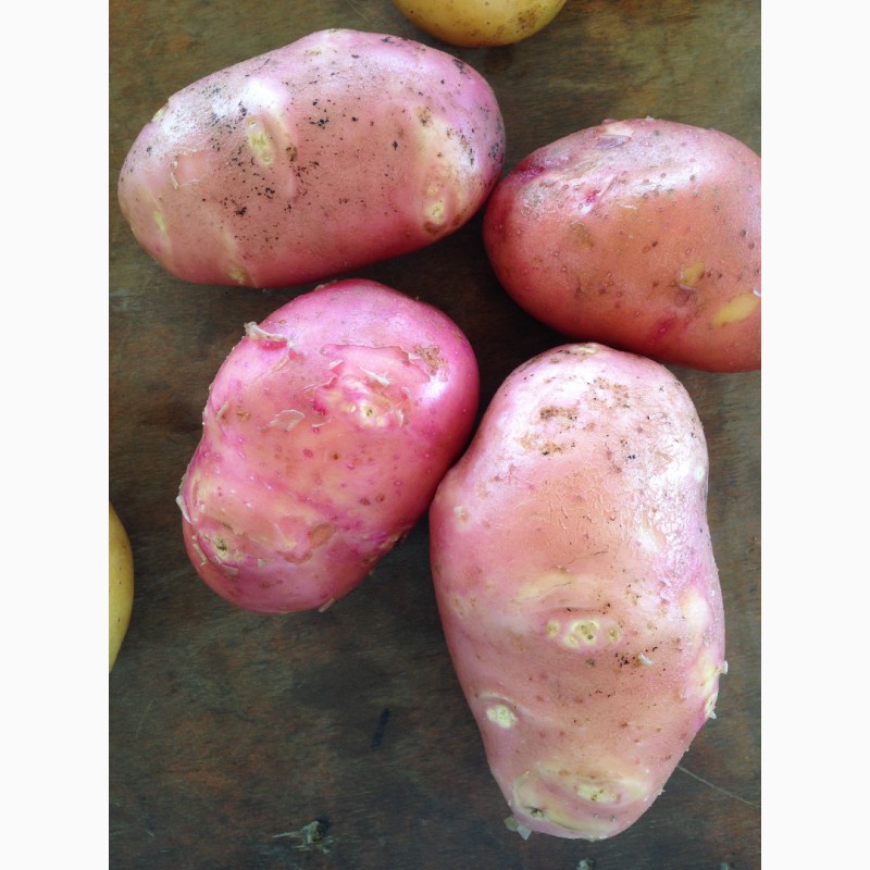 Фото 3. Продам картошку оптом урожай 2018