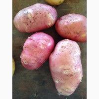 Продам картошку оптом урожай 2018