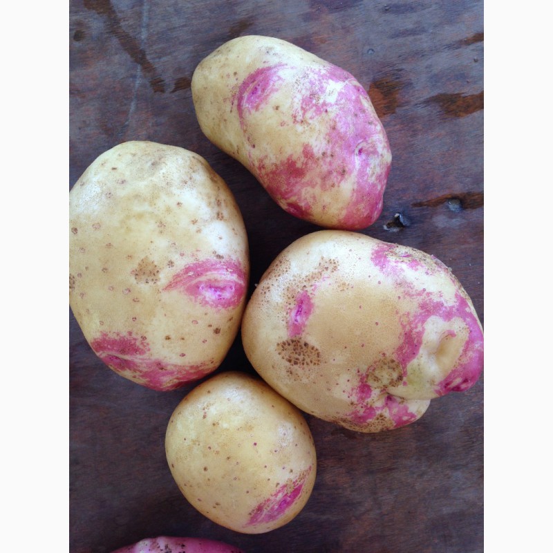 Фото 4. Продам картошку оптом урожай 2018