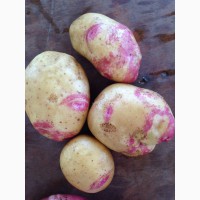 Продам картошку оптом урожай 2018