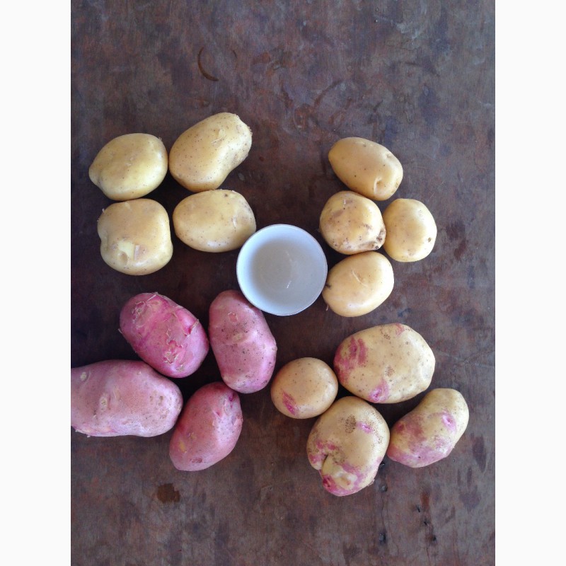 Фото 5. Продам картошку оптом урожай 2018