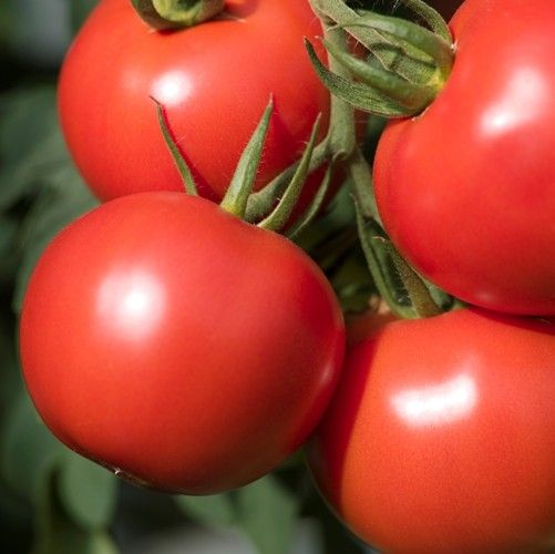 Фото 5. Продам помидоры