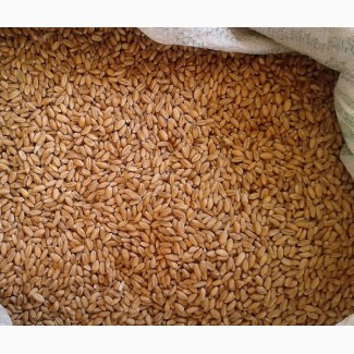 Пшеница продовольственная DAP Туркменистан