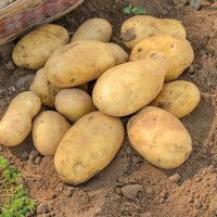 Продаю картофель сорта Джелли кг 2.80 манат Туркменистан Ашхабад